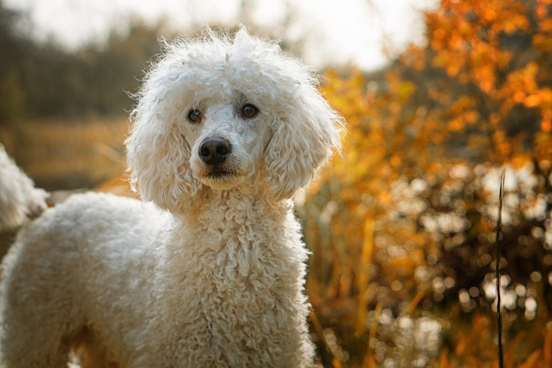 at what age do poodles change color