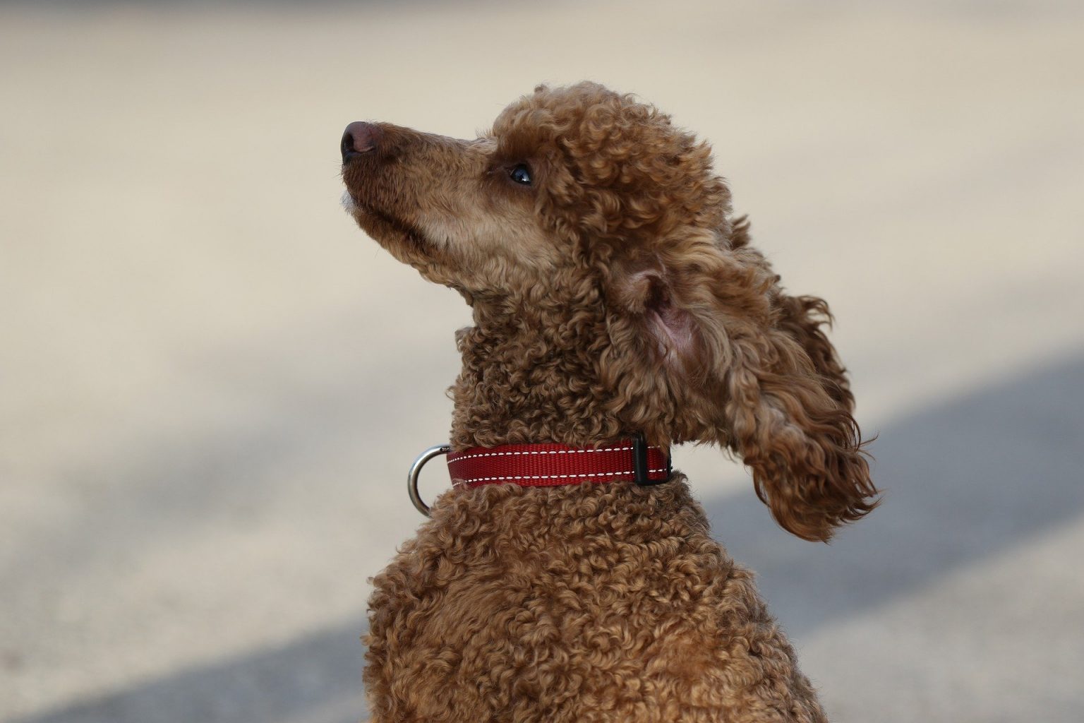7 Amazing Poodle Facts You Won’t Have Heard Before