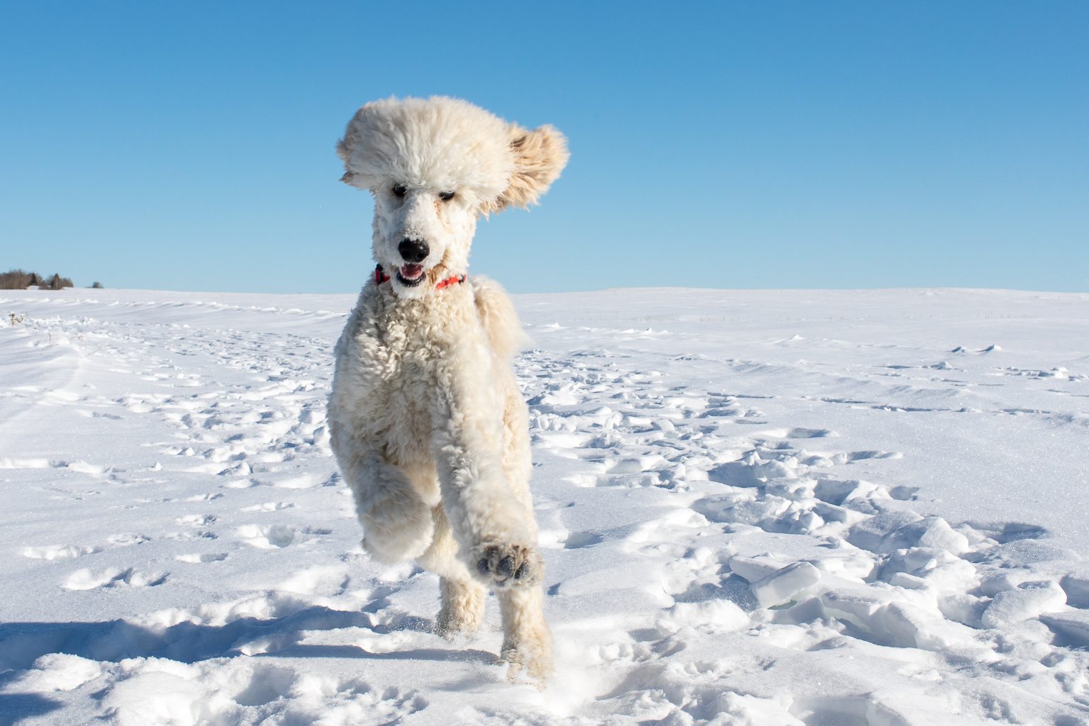 Can Poodles Run Long Distances? Everything you need to know
