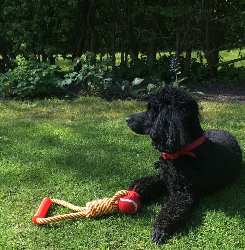 How Long Do Poodles Live In Human Years? A New ...