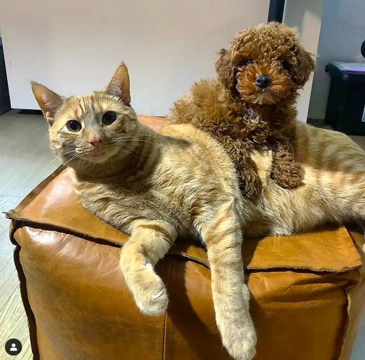 do poodles get along with cats