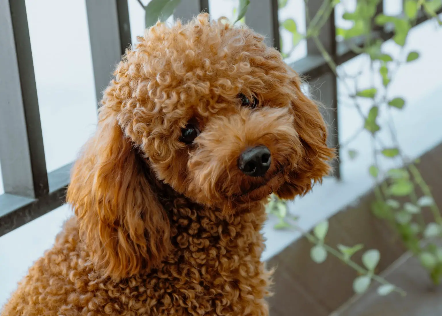 10. Standard Poodle Haircuts for Winter: Protecting Your Poodle from the Cold - wide 7