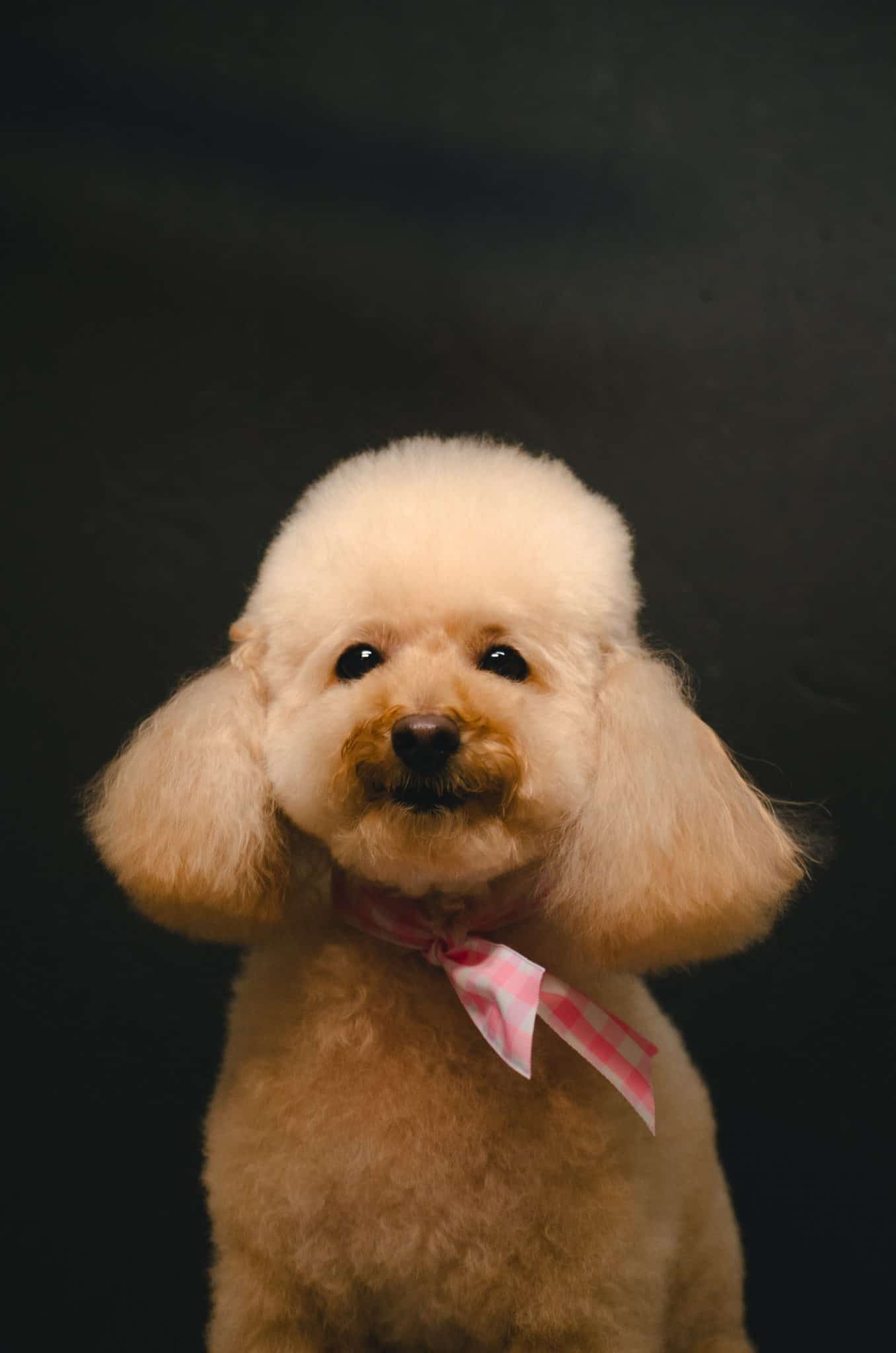 When Should A Poodle First Get Trimmed, Clipped and Groomed? Find Out