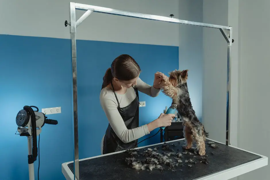 A picture of a Cockapoo and Cavapoo getting groomed together by a professional.