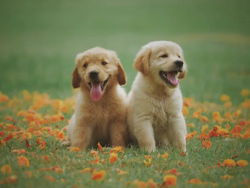 Double Doodle standing on grass field