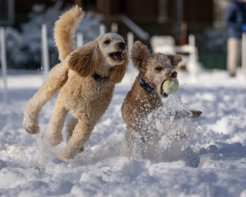 Illustration of poodles throughout history, from hunting dogs to show dogs