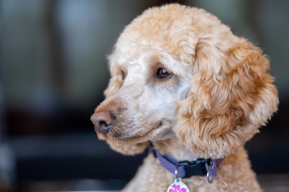 A small Teacup Poodle with a curly white coat looking alert and ready to play