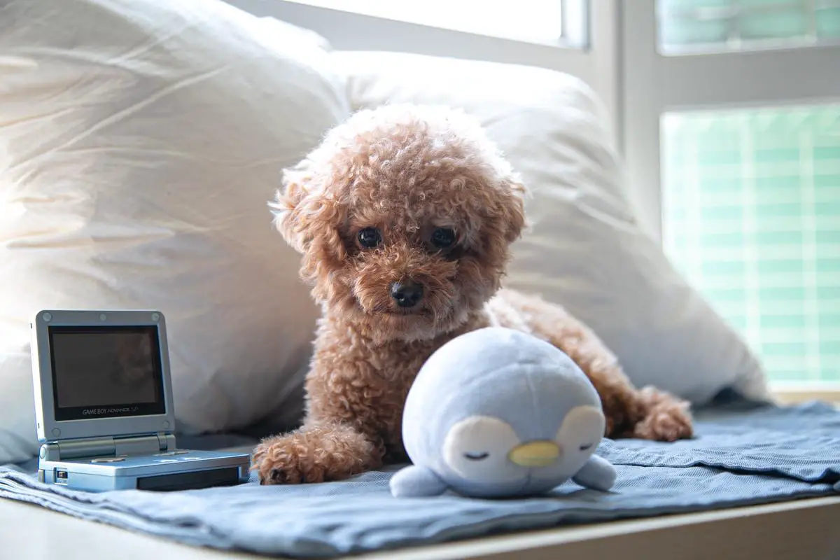 A Teacup Poodle looking sad and anxious alone on a couch