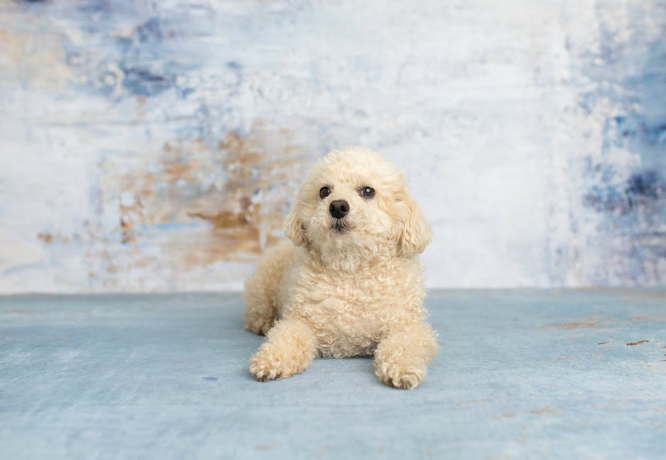 A white Toy Poodle sitting with a yellow tennis ball, looking happy and alert.