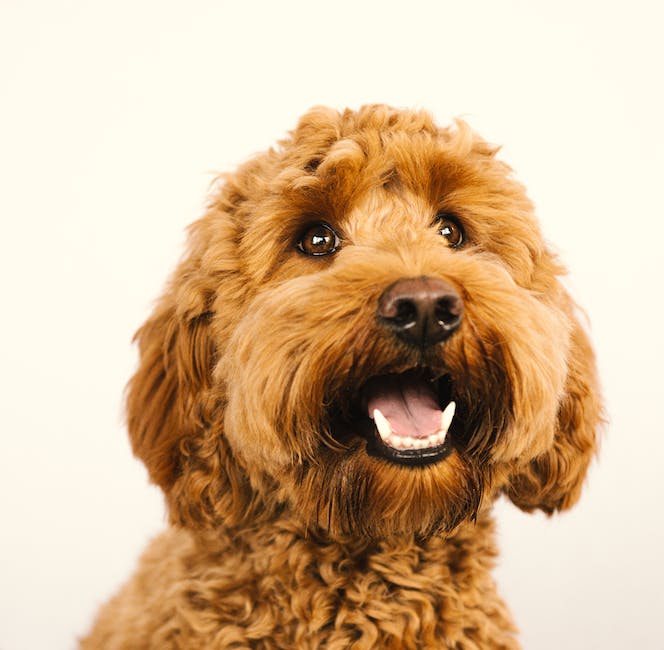 A cartoon image of a Cockapoo and a Labradoodle standing side by side looking friendly and happy.