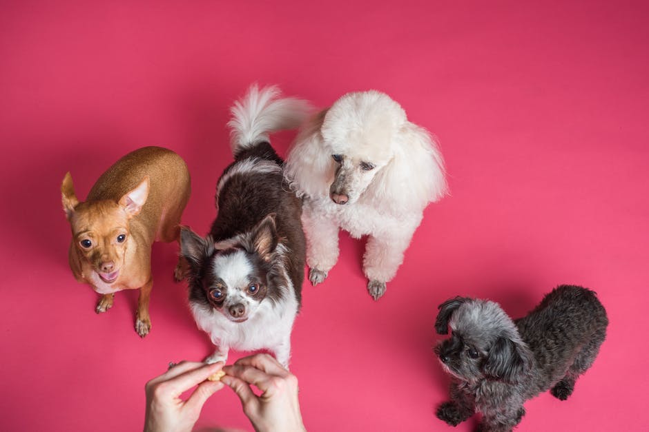 A picture of a Cockapoo and a Cavapoo standing side by side looking happy and friendly.