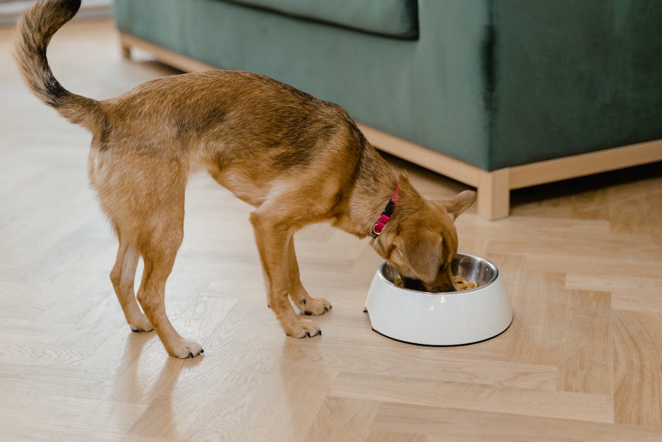 An image of a Cockapoo dog eating food from a bowl.