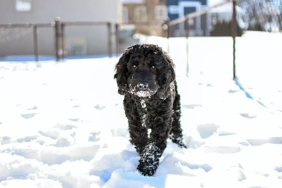 A picture of a cockapoo, a friendly and cute dog breed resulting from cross-breeding Cocker Spaniels and Poodles.