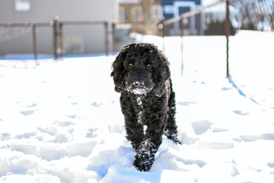 A picture of a Cockapoo dog, which is a crossbreed between a Cocker Spaniel and a Poodle. They have a unique coat that can vary in texture and length, ranging from tight curls to loose waves. These energetic and active dogs require regular grooming, exercise, and a balanced diet to maintain their overall health and well-being.