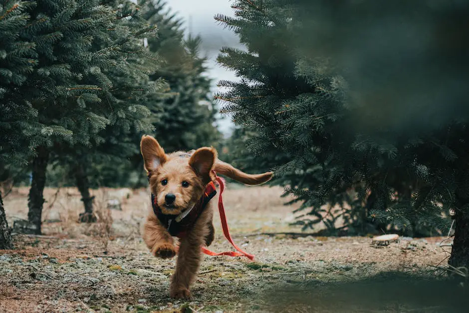 A picture of a cute and cuddly Cockapoo and a Goldendoodle playing together in a green grassy field.