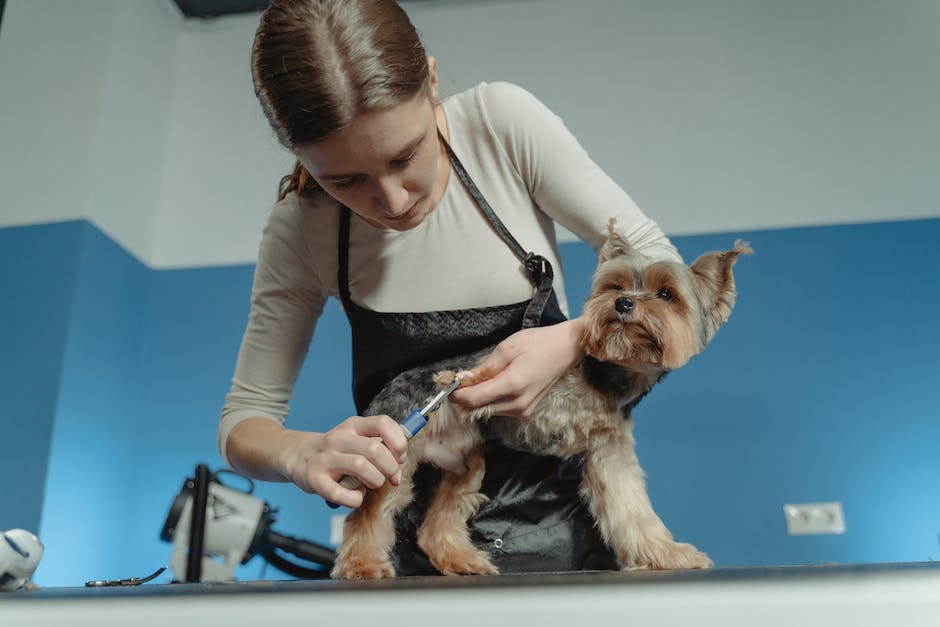 An image of a Cockapoo being groomed, with a person holding a slicker brush and stainless-steel comb to maintain the dog's coat.