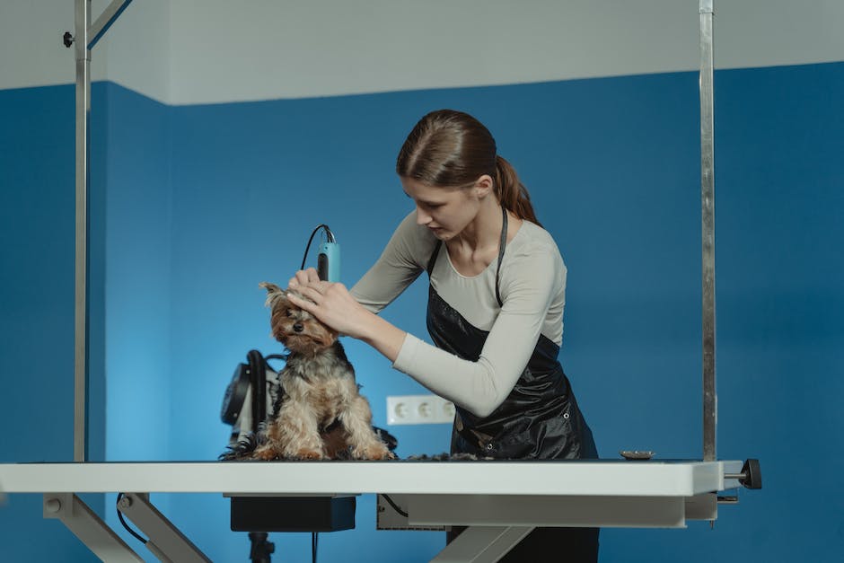 A drawing of a dog that looks like a poodle with a short fur coat getting groomed by a human with a brush and scissors. The human has a smiling face and the dog looks calm and happy.