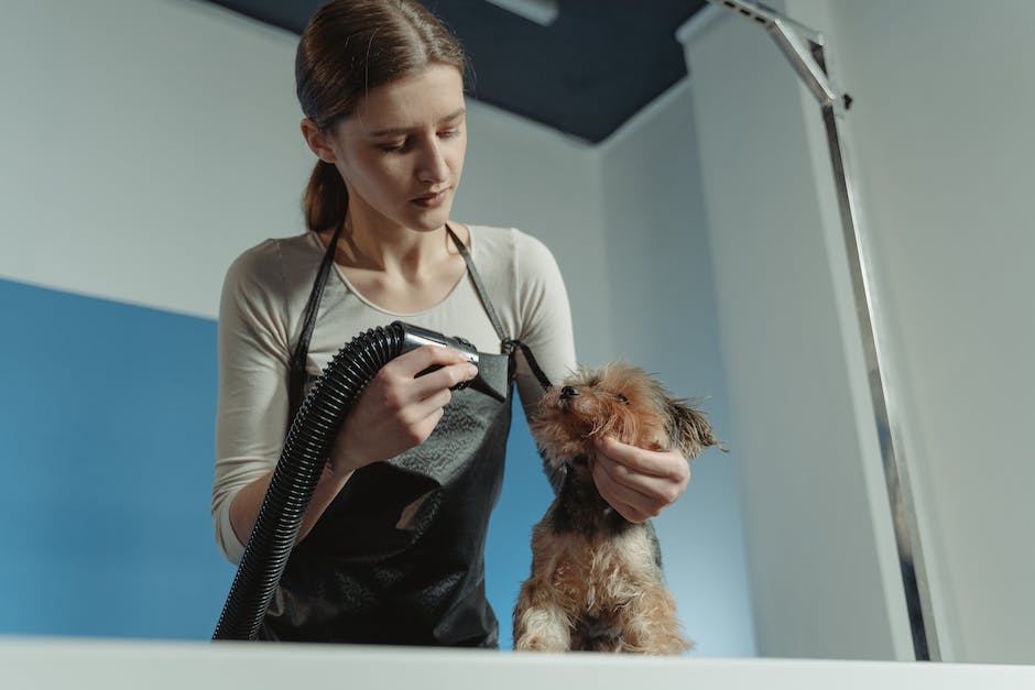 An image of a cockapoo getting groomed by its owner.