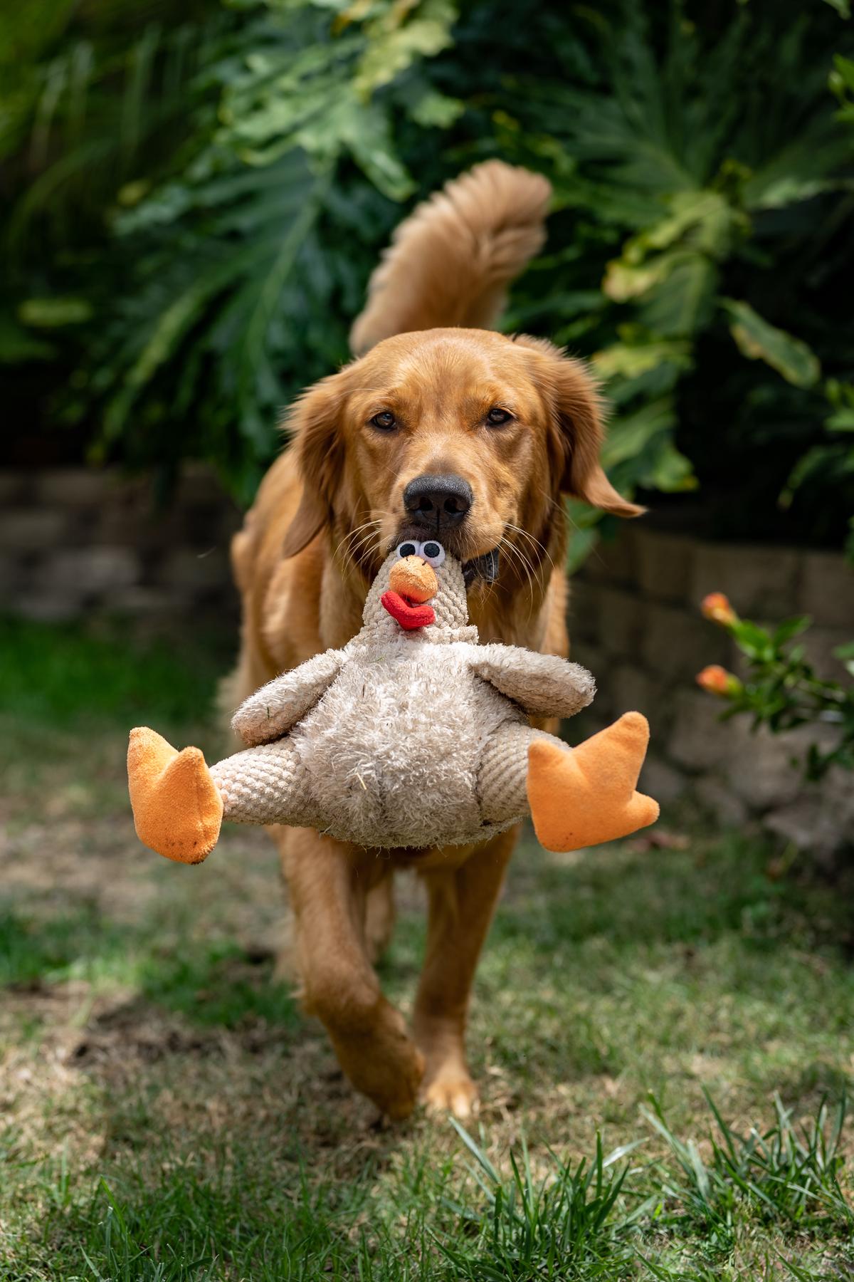 A picture of a Cockapoo with dog toys and treats standing near a group of people in a park and another dog.