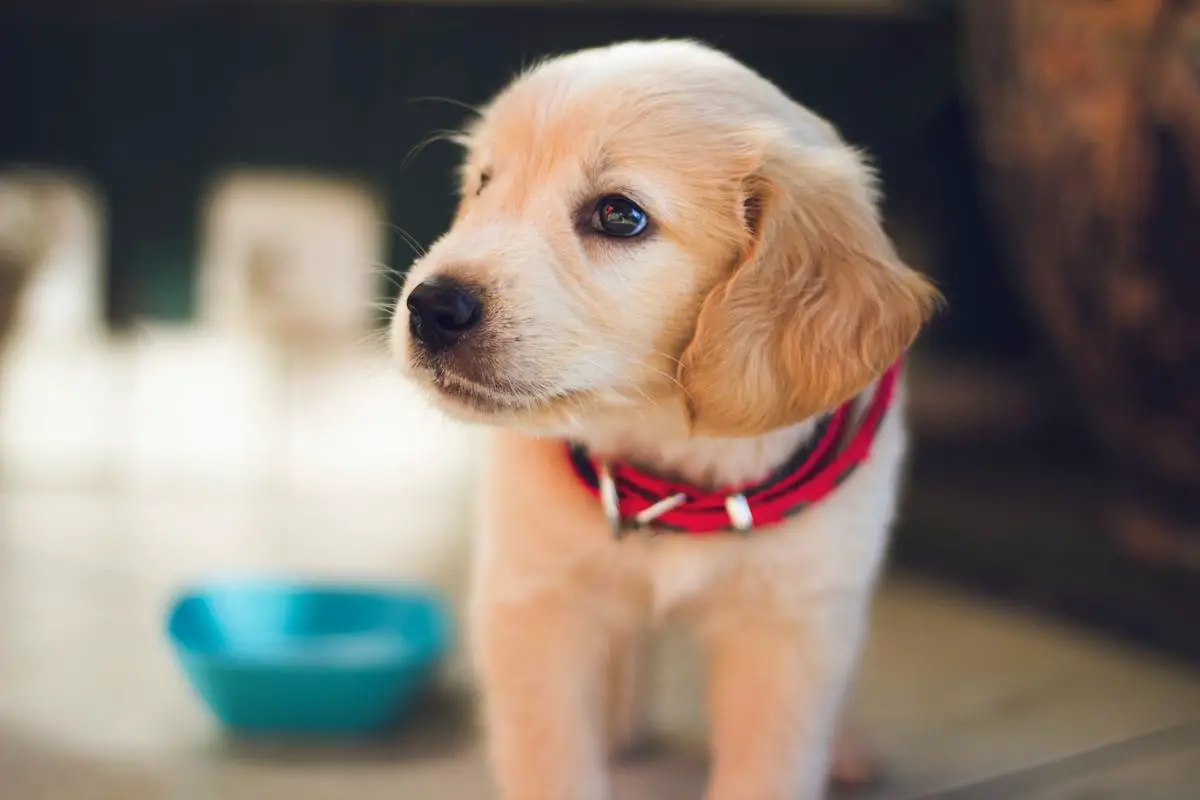 A young Cockapoo puppy playing and socializing with other dogs and people.