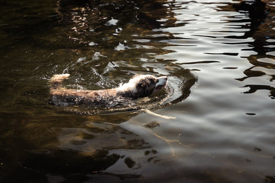 A brown and white Cockapoo swimming in a pool wearing a life jacket.
