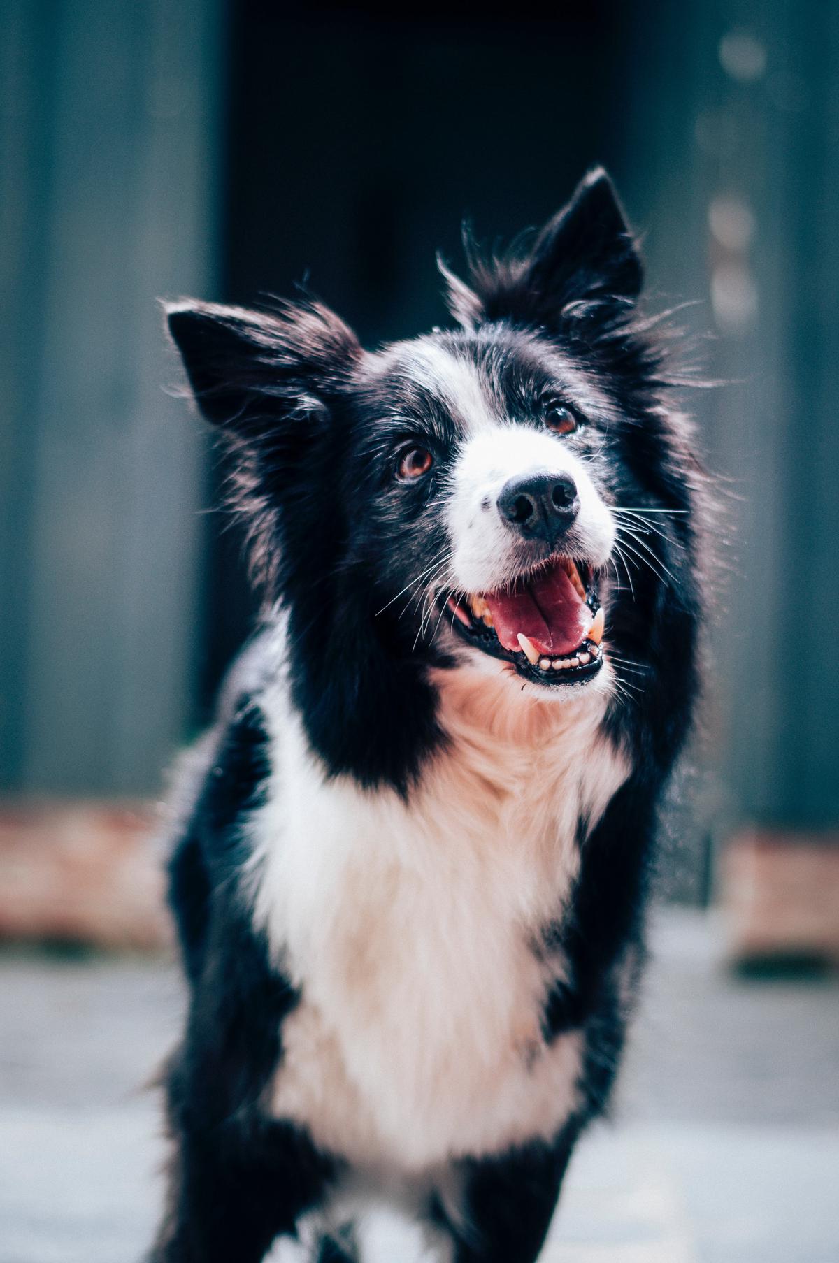 A dog happily gnawing on a dental chew toy