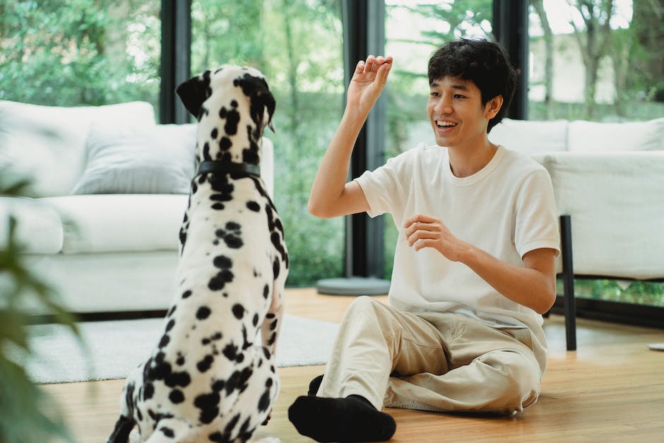 A person teaching a dog to sit and stay using hand signals and treats.