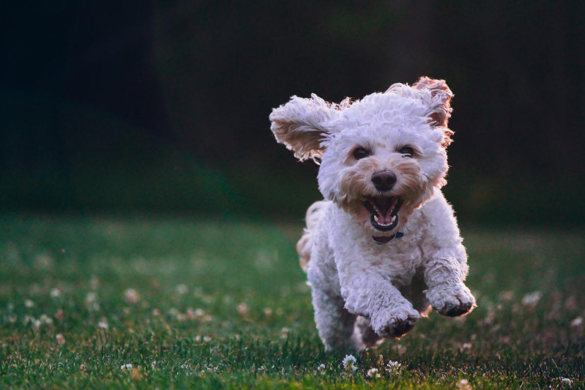 A cute image of a Double Doodle dog sitting in a grassy field with a happy expression on its face