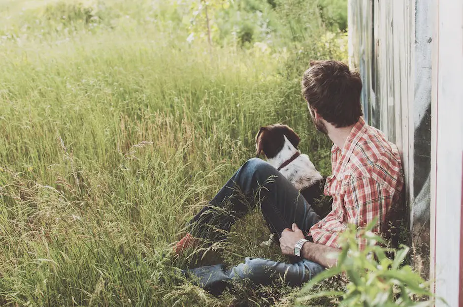 A Double Doodle sitting outside in a sunny field, looking happy and healthy