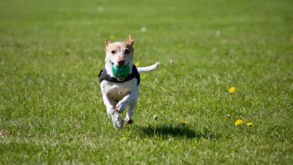 A photo of a Double Doodle standing in a field, displaying their adorable face and friendly demeanor