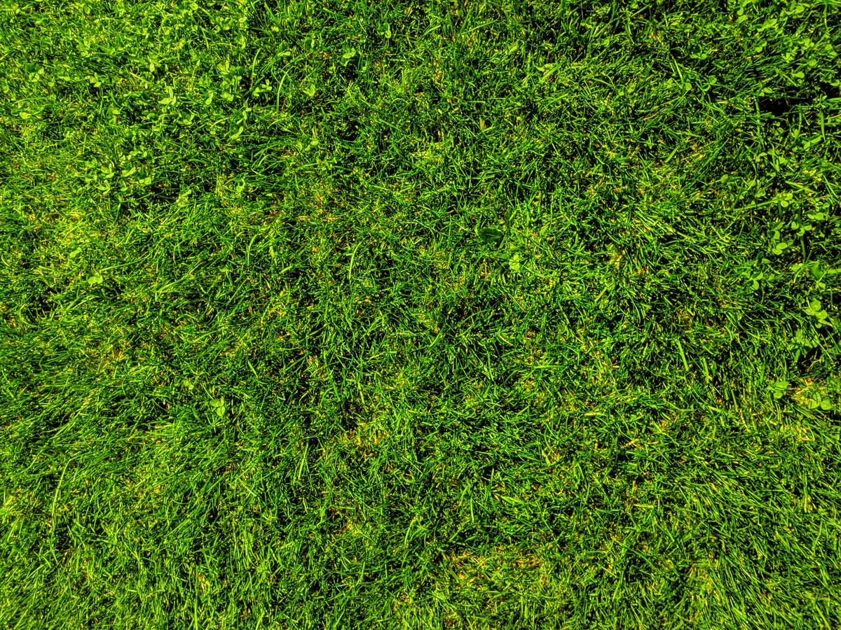 A photo of two Double Doodle puppies sitting on a green lawn, wagging their tails