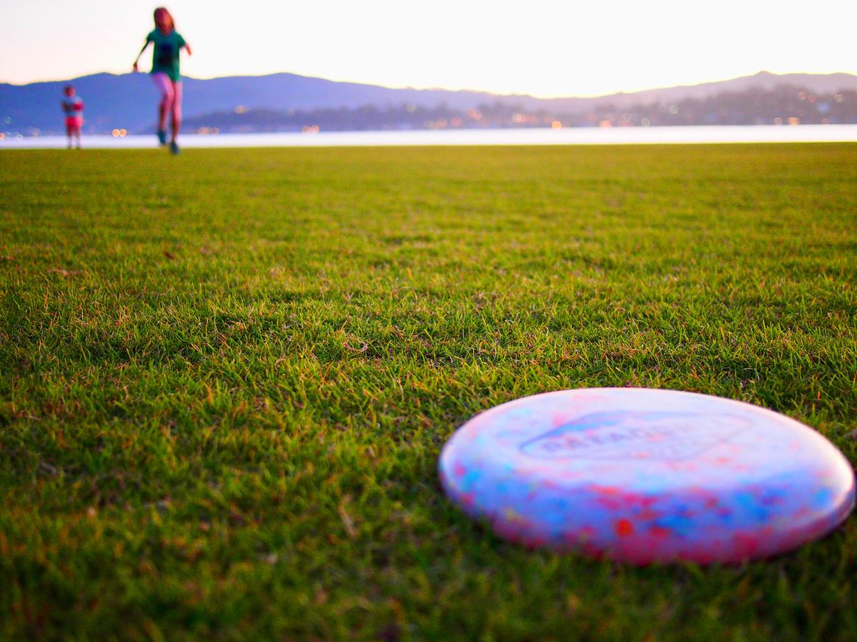 A happy and active Cockapoo-Labradoodle hybrid dog playing outside, with its owner throwing a frisbee for it to catch.