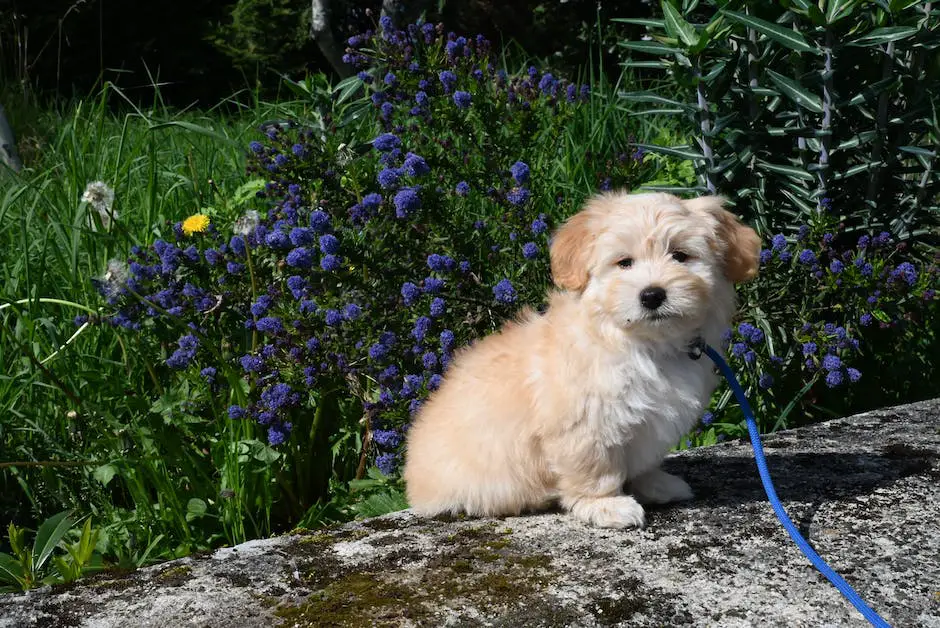 A cute Double Doodle with a hypoallergenic coat and allergy sufferers petting the dog with smiles on their faces