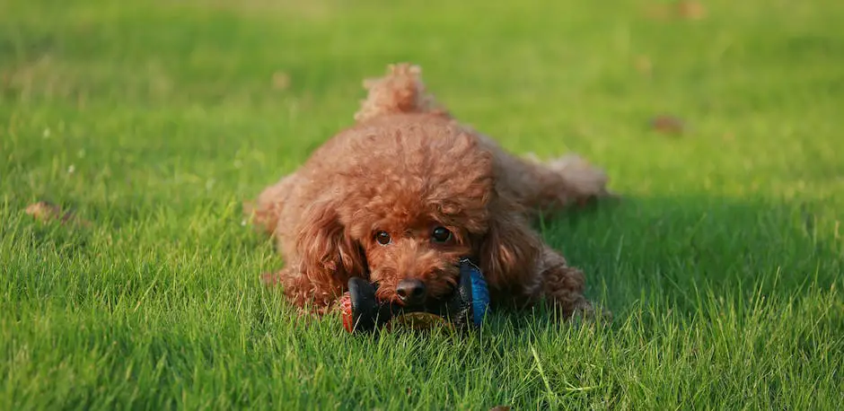 A photo of a Miniature Poodle with its fur neatly groomed standing in a grassy field.