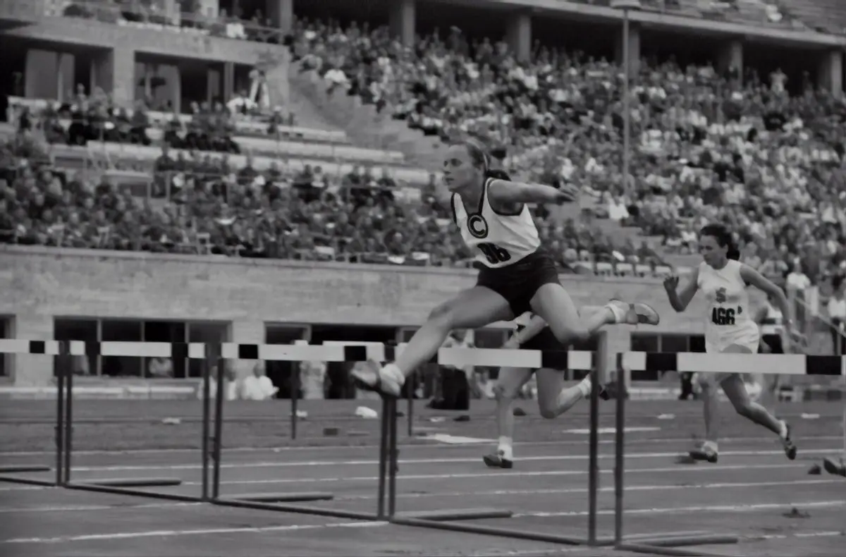 A brown poodle jumping over a hurdle in an agility competition