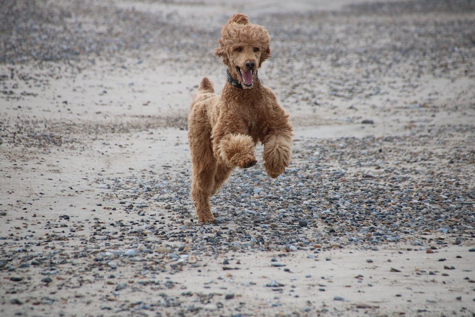 A black and white image of a poodle jumping over an obstacle course. The poodle is mid-air and looks enthusiastic and active.