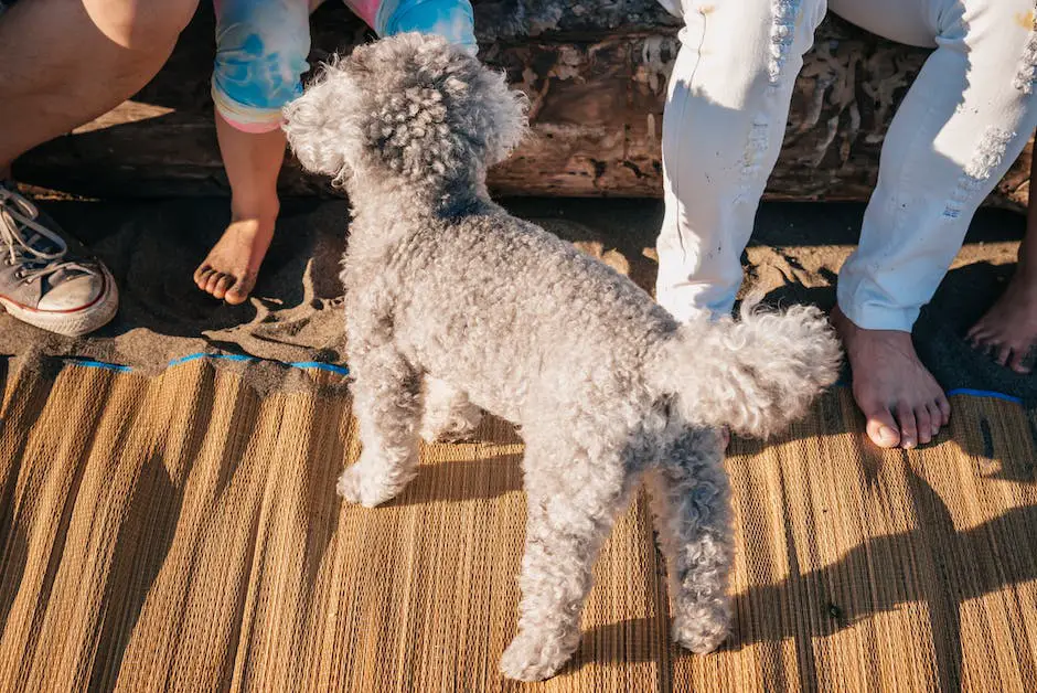 Illustration of the three types of Poodle coats: Hair, Wool, and Cord.