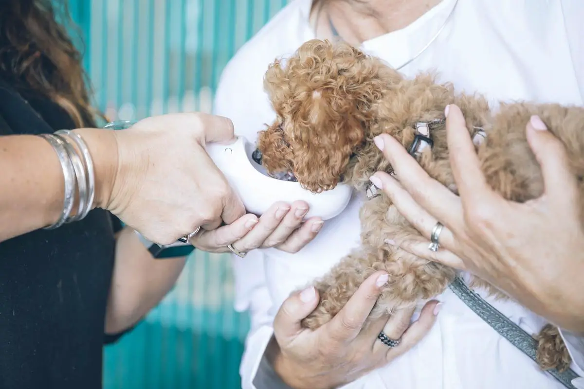 A poodle on a blue blanket receiving dental care from a veterinarian with a dental mirror and dental scaler.