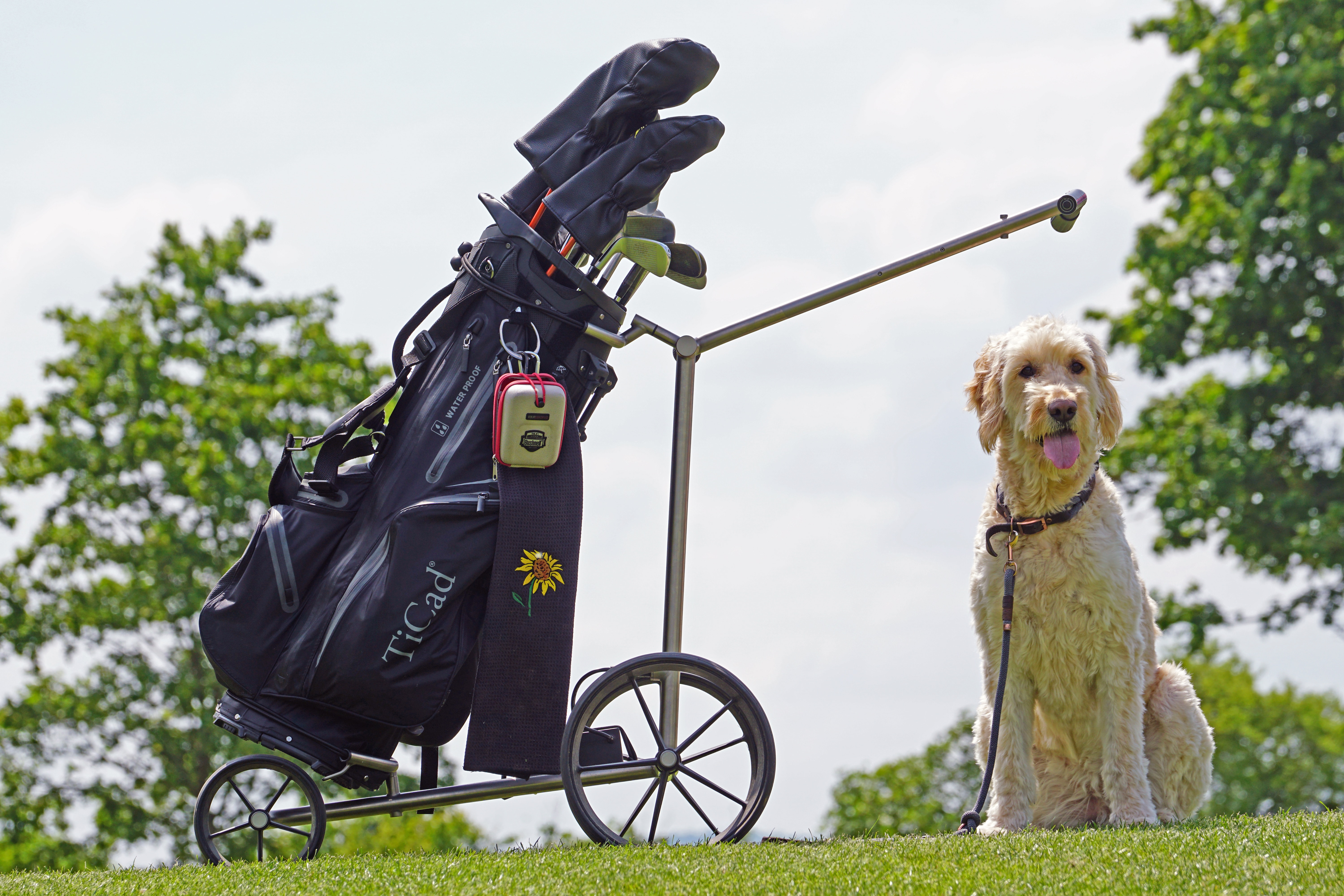 A cute poodle mix breed dog wagging its tail while playing with its owner