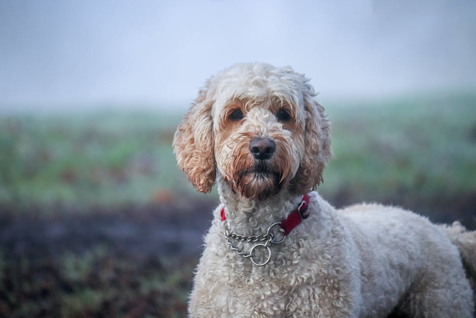 Picture of cute Labradoodle with curly hair, sitting and looking up