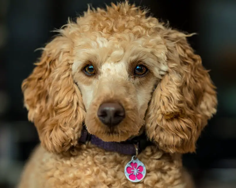 A poodle mix dog sitting and looking up expectantly at its human companion, hoping for attention and interaction.