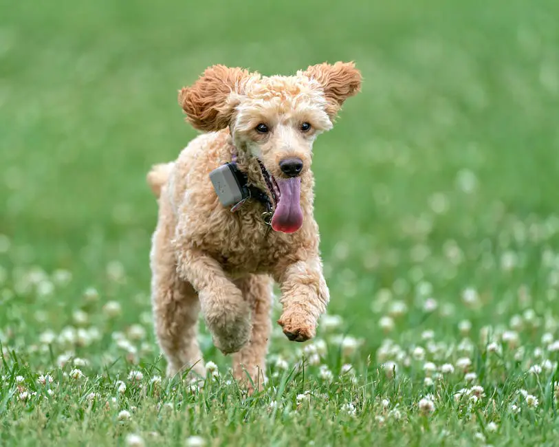 A brown poodle standing on a green field with its mouth open and its tongue out, portraying a happy and healthy dog.