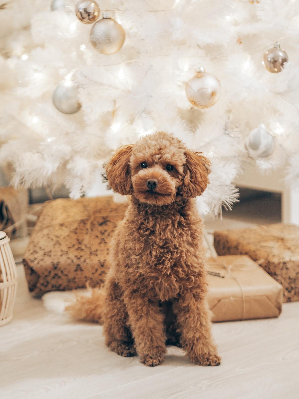 A healthy black poodle sitting outdoors with a shiny, curly coat