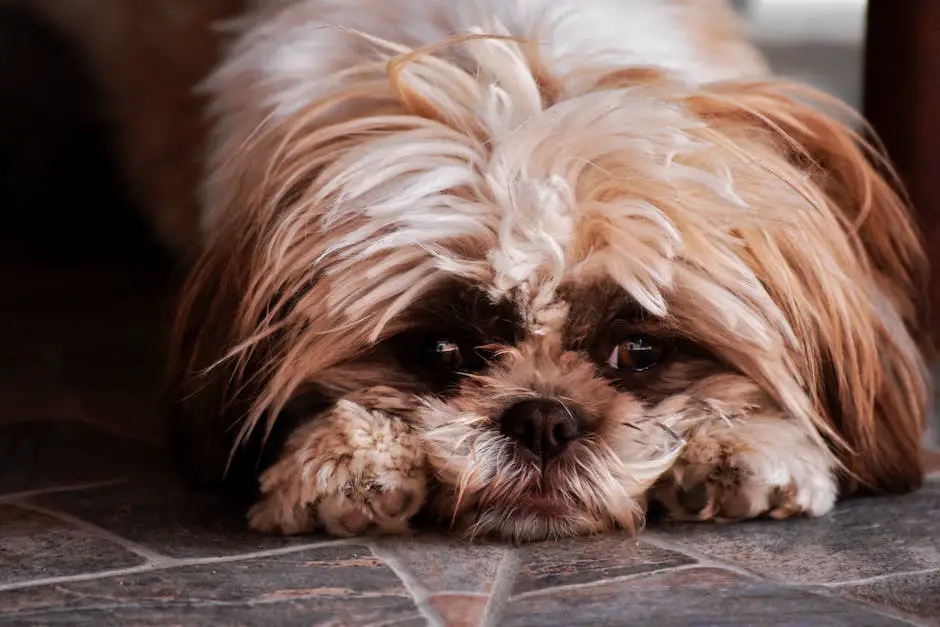 An image of a Cockapoo puppy looking sad and lonely sitting in a corner.