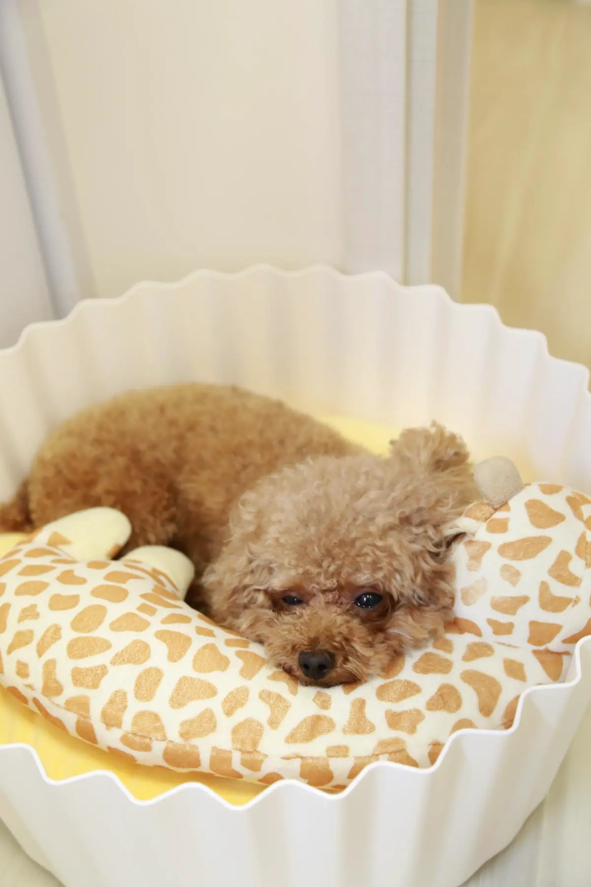 A teacup poodle curled up in a blanket, looking relaxed and happy.