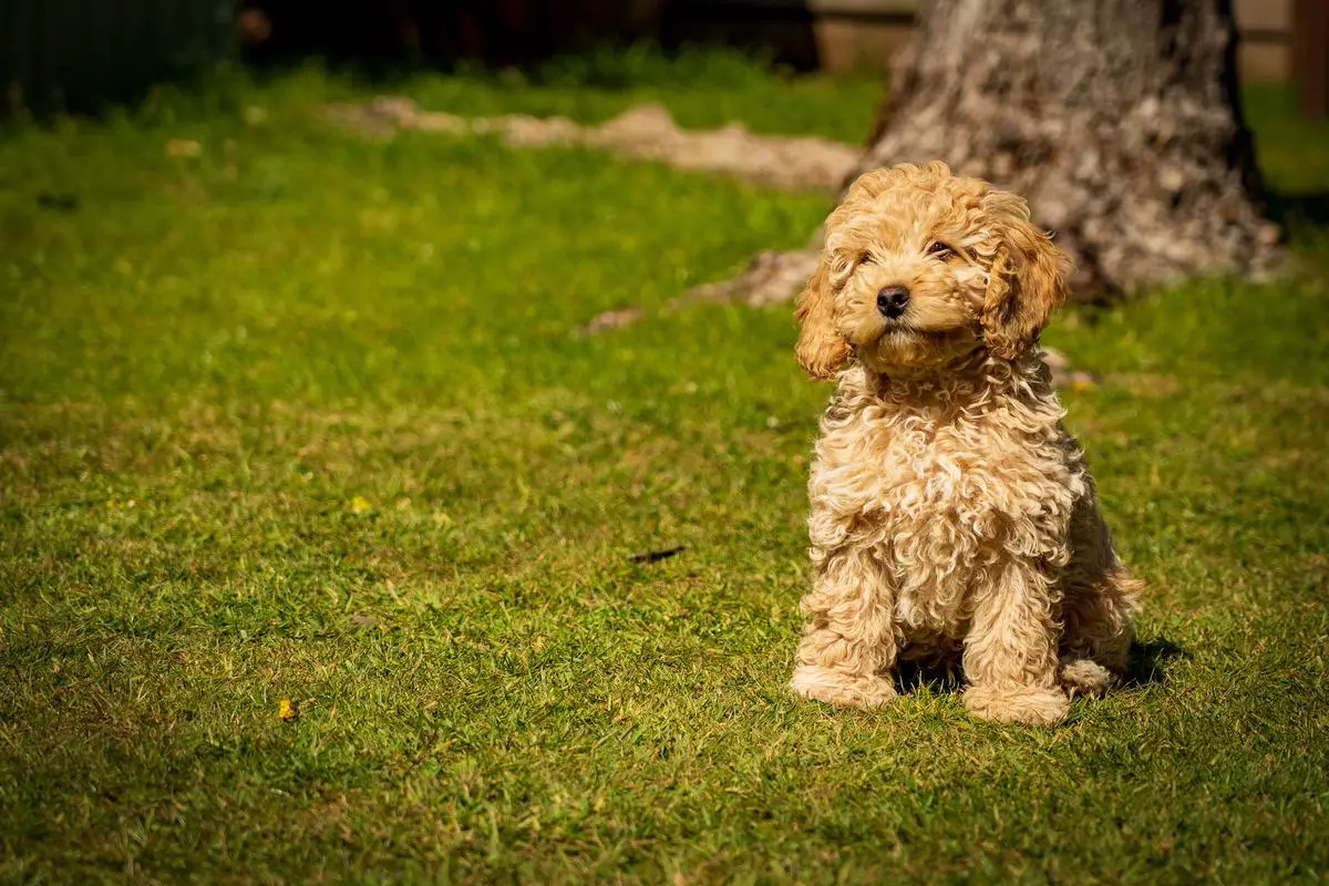 A cute teacup poodle with a curly, white coat standing on a green lawn and looking up at the camera.