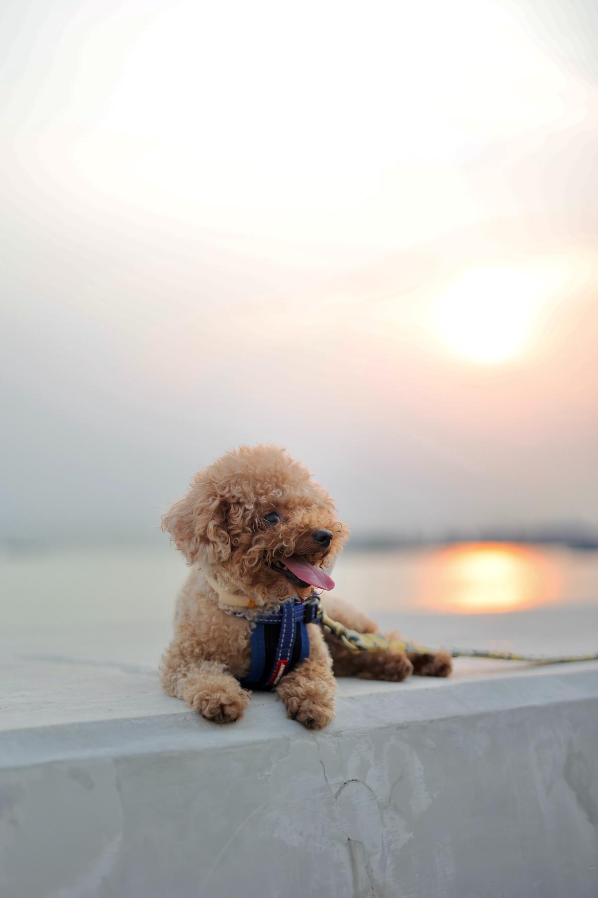 A cute teacup poodle sitting on a pink couch