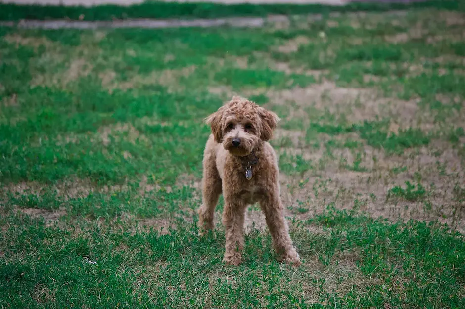 A white teacup poodle sitting on a green grassy lawn