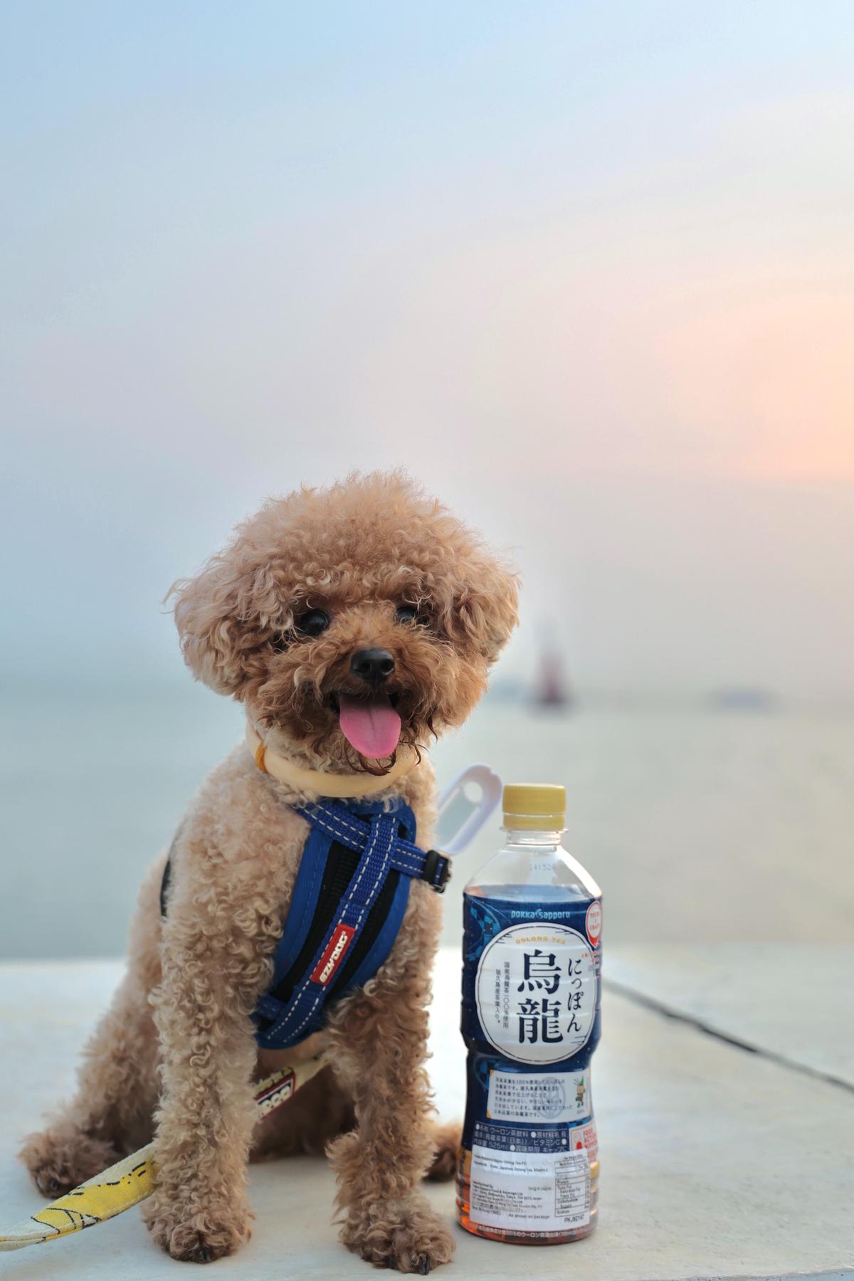 A photo of a teacup poodle wearing a coat, sitting on a soft bed, and holding a small doggy toothbrush in its mouth.