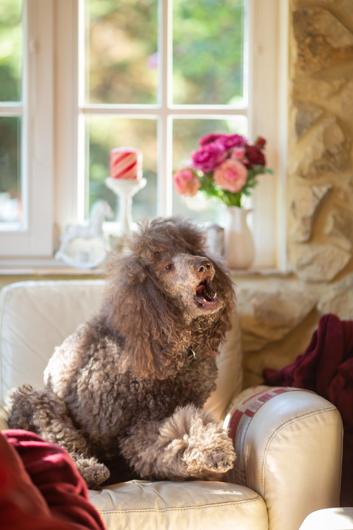 Two teacup poodles - one black and one white - sitting together on a light-colored sofa